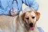 Рівненські ветеринари влаштували акцію: вакцинація від сказу за один долар