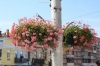 Рівненські вуличні ліхтарі тепер прикрашають кошики з квітами (ФОТО)