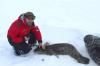 Рівненський лікар в Антарктиді показав тюленя Галю (ФОТО)