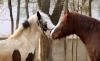 Рівненський зоопарк шукатиме тих, хто доглядатиме за кіньми