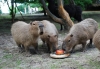 Рівненський зоопарк запрошує на показові годівлі тварин