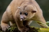 Рівненський зоопарк запрошує подивитись, що їсть кінкажу