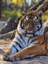 Рівненську тигрицю переселили у новий вольєр