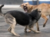 Рівняни скаржаться на зграю бродячих собак, яка нападає на людей