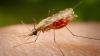 Рівнянка повернулася з Танзанії із тропічною малярією