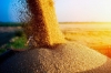 Росіяни в Україні крадуть зерно 