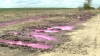Рожеву речовину, яка з`явилася на полі неподалік Рівного, досліджують у столиці 