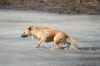 Рятувальники дістали двох собак із річки в Костополі