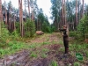 Самовільну рубку лісу зафіксувала на Рівненщині фотопастка