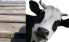 Селяни поклали під парканами дошки з цвяхами, щоб «корови не ходили» 