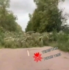 Шквальний вітер на Рівненщині вже валить дерева