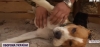 Собака на кордоні з Білоруссю сповіщає рівненських бійців про запуски ворожих ракет (ВІДЕО)