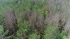 Хворий ліс на Рівненщині рубають гектарами