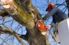 Спершу альпіністи обріжуть дерева на старому цвинтарі у місті Костополі, а далі - поїдуть по селах