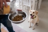 Сухий корм для собак: як правильно підібрати