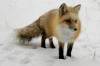 Сувора зима: у Сарнах лисиця їсть з рук (ВІДЕО)