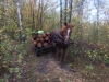 Трьом жителям Рівненщини загрожують ґрати за вирубування лісу