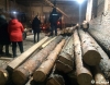 Цілий бір: у жителя Полісся знайшли 87 соснових колод