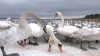 Туристів кличуть в Острог милуватися лебедями, але без хліба (ВІДЕО)