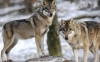У «бурштиновому» селі на Рівненщині вовки викрали та з`їли понад 10 собак (ВІДЕО)