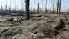 У Чорнобильській зоні досі гасять пожежі - уже дев`ять днів поспіль