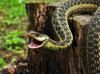 У Гощанському районі змія вкусила чотирічну дитину 