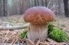 У грудні на Поліссі знаходять гриби