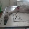 У клініці в Костополі прооперували скаліченого лебедя