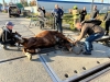 У Костополі нога коня застрягла в залізничній колії (ФОТО)