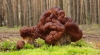 У лісах Рівненщини уже збирають особливі гриби (ФОТО)