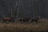 У лісах Рівненщини зросла кількість звірів 