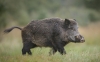 У лісі на Волині виявили заражений африканською чумою труп свині