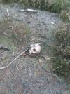 У лісопосадці на Рівненщині знайшли череп та кістки