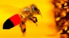 У передмісті Херсона голодні бджоли напали на російських солдатів, троє покусаних померли