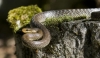 У рівненських лісах після зимової сплячки активізувалися змії (ВІДЕО)