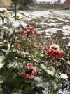 У Рівненській області випав перший сніг (ВІДЕО)