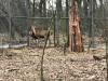 У Рівненський зоопарк привезли різдвяних оленів