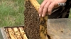 У Рівненському районі гинуть бджоли: пасічники звинувачують агрохолдинг