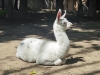 У Рівненському зоопарку оголосили конкурс на ім’я для новонародженого лами (ФОТО)