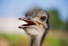 У Рівненському зоопарку показали, як купають страуса Вітюшу (відео)