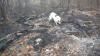 У Рівному невідомі спалили «собаче» поселення на Пагорбі Слави (ФОТО)