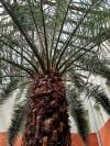 У Рівному ростуть пальми (ФОТО)