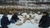 У селі на Рівненщині поселилася зграя лебедів 