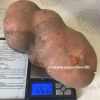 У селі на Рівненщині викопали кілограмову картоплину