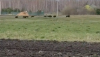 У селі на Сарненщині пробігло стадо диких свиней (ВІДЕО)