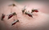 У травні на Рівненщині почнеться засилля комарів