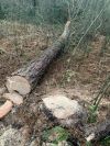 У Вараському районі шістьох осіб затримали за вирубку лісу