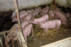 У Здовбиці вирощують свиней для ЗСУ