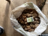 11 кіло бурштину заховали у меблях - обшук у жительки Рівненщини 