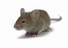 Учні знайшли мертву мишу в їдальні рівненського ліцею (ВІДЕО)